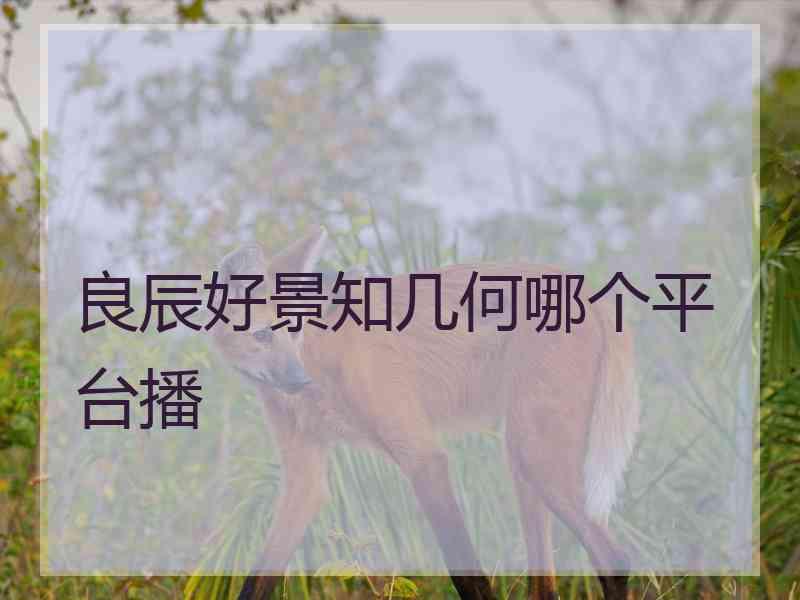 良辰好景知几何哪个平台播