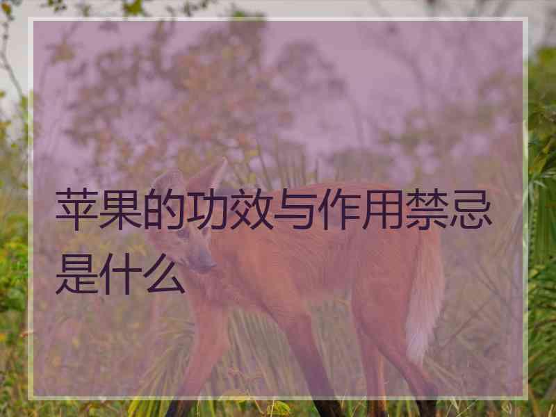 苹果的功效与作用禁忌是什么